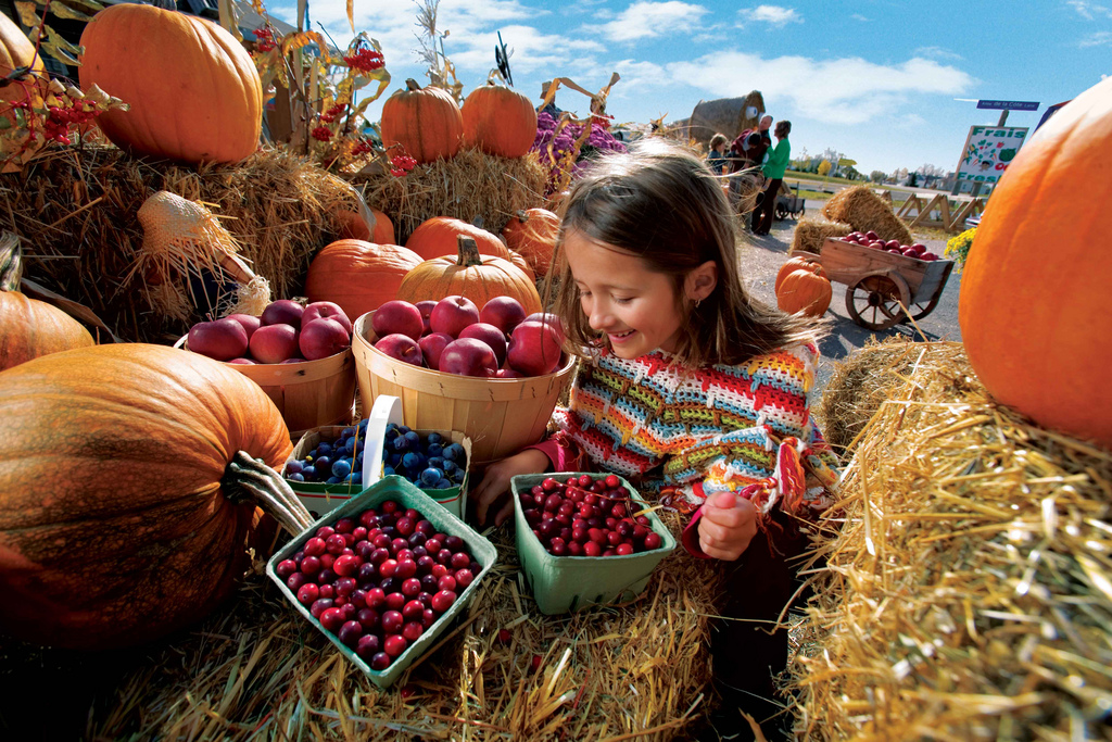 Girl picking berries from a basket surrounded by pumpkins and hay at the Harvest Festival at the Markets at Shrewsbury