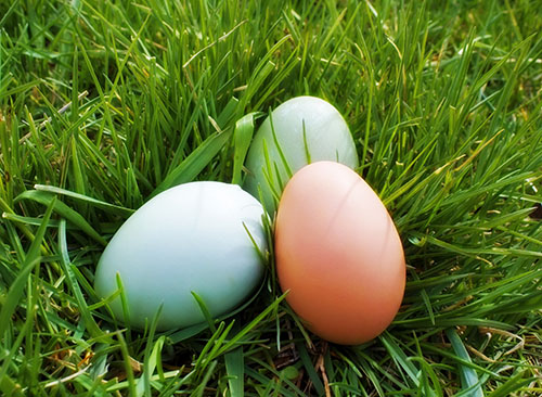 easter eggs laying in the grass