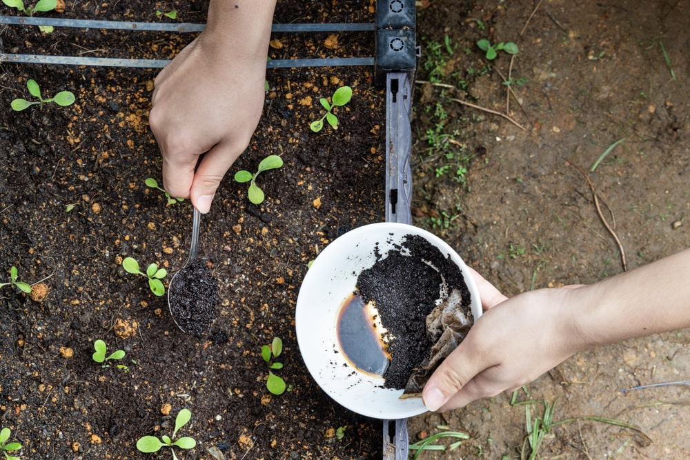 Coffee grounds in a white cup being added to a vegetable garden