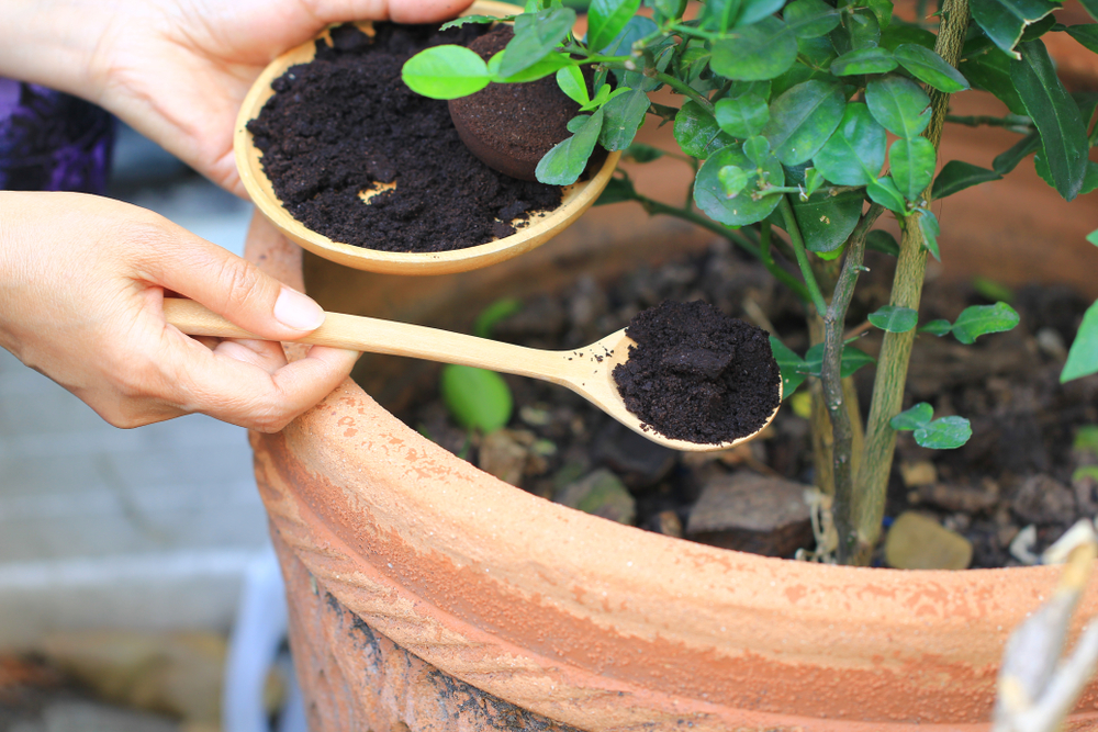 Person using fresh coffee grounds in a garden.