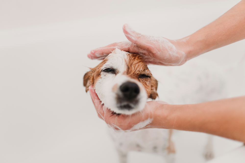 Person washing dog in bathtub using coffee grounds as a flea preventer. 
