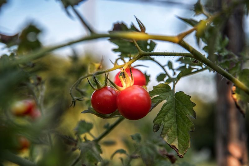 Vine of cherry tomatoes