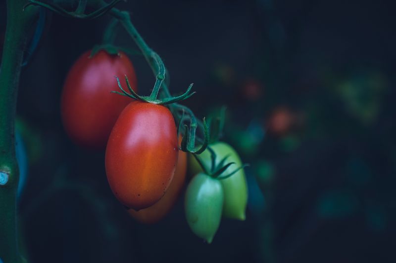 Grape tomatoes growing on a vine.