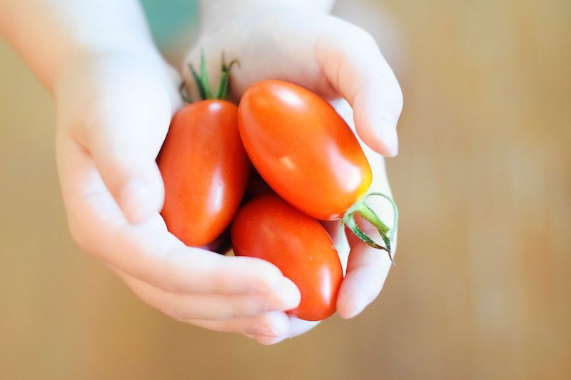 A person holding three ripe Plum Tomatoes