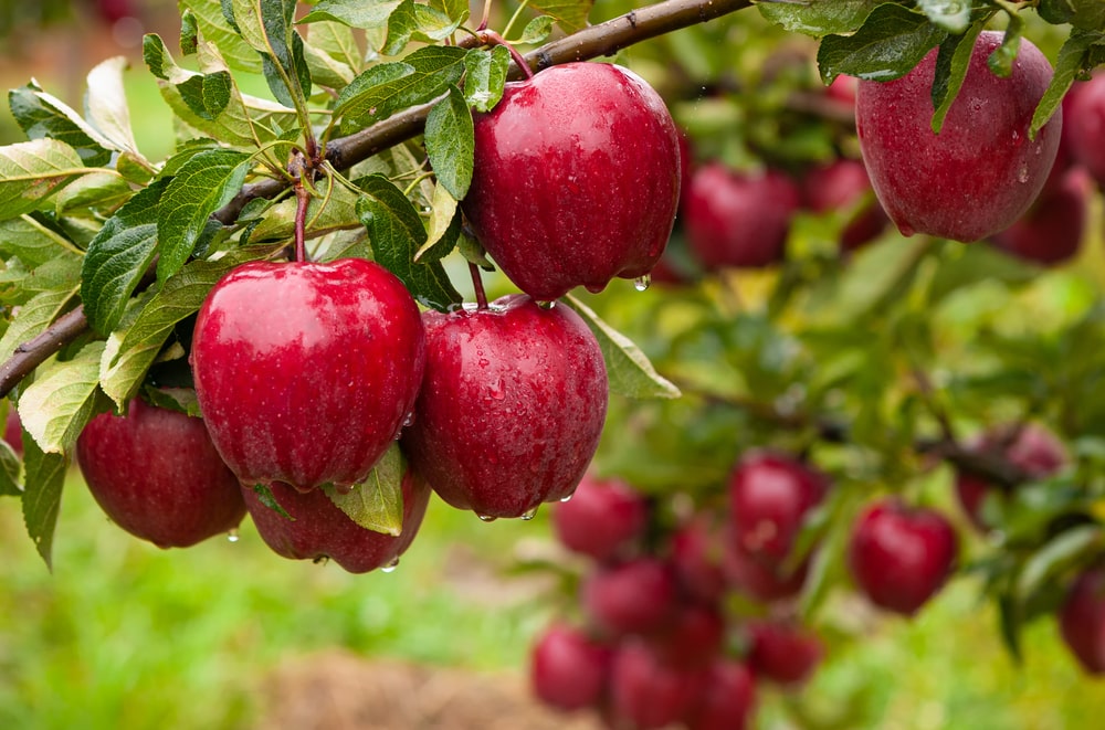 Close-up on several red apples hanging on an apple tree while drops of water fall from them.