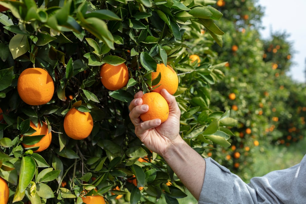 Close-up on a hand picking an orange from an orange tree.