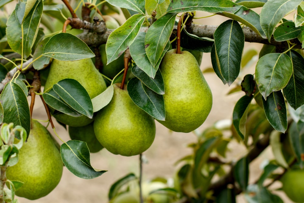 Pears growing on a pear tree.