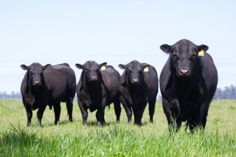Steers graze in a field.