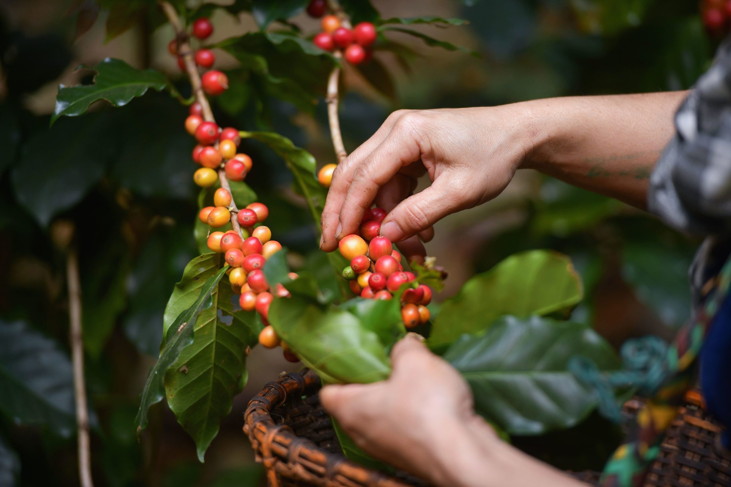 A worker picks coffee cherries from a coffee tree.