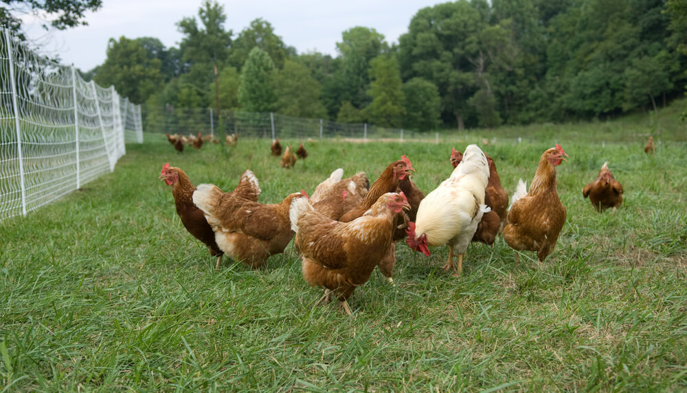 Chickens have free range in a pasture.