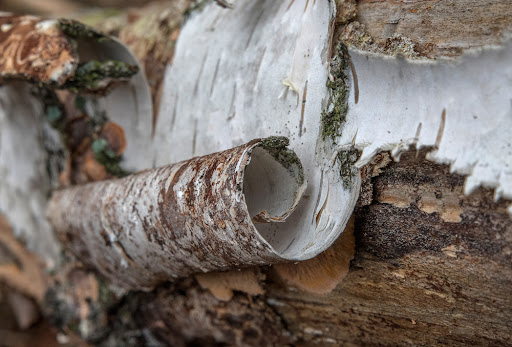 A piece of birch bark being peeled from a tree